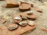 peru deserto ocucaje,fossili balene ica,